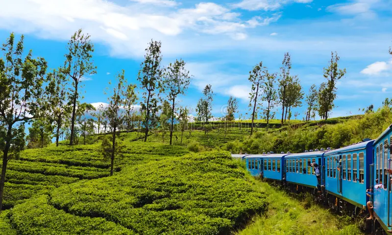 Visit Sri Lanka Island Treks Ella tea plantations