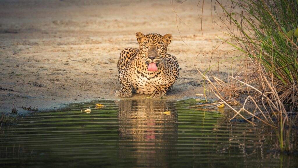 Visit Sri Lanka Island Treks Yala leopard safari