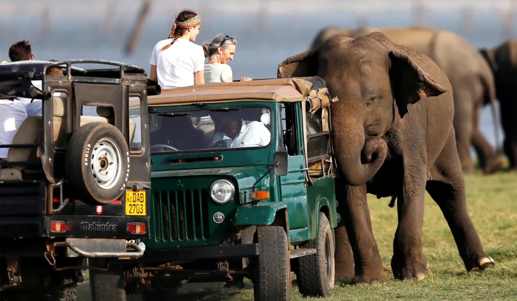 Sri Lanka safari experience Island Treks