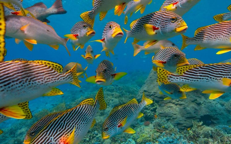 Maldives travel Island Treks marine life
