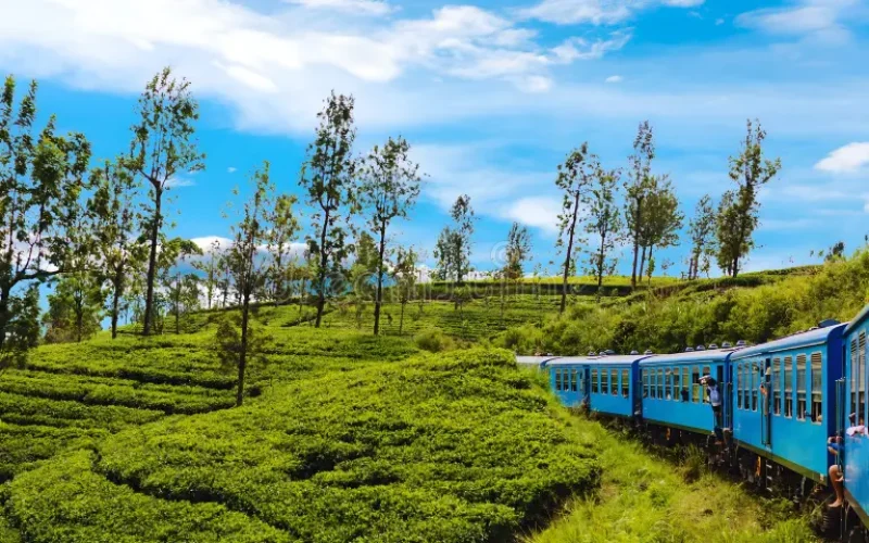 Visit Sri Lanka Island Treks Ella tea plantations
