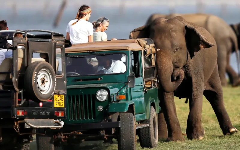 Sri Lanka safari experience Island Treks