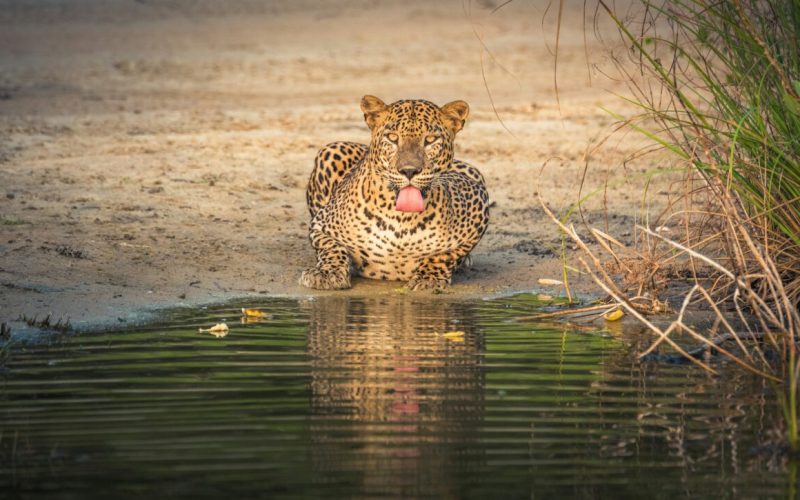 Visit Sri Lanka Island Treks Yala leopard safari