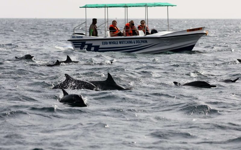 Visit Kalpitiya Sri Lanka Island Treks